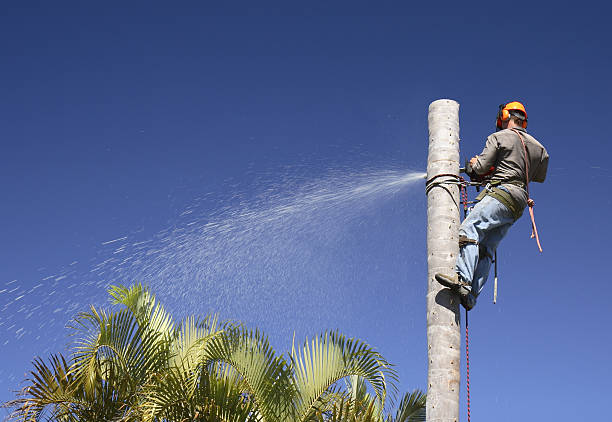 Best Lawn Disease Treatment  in Tigerville, SC