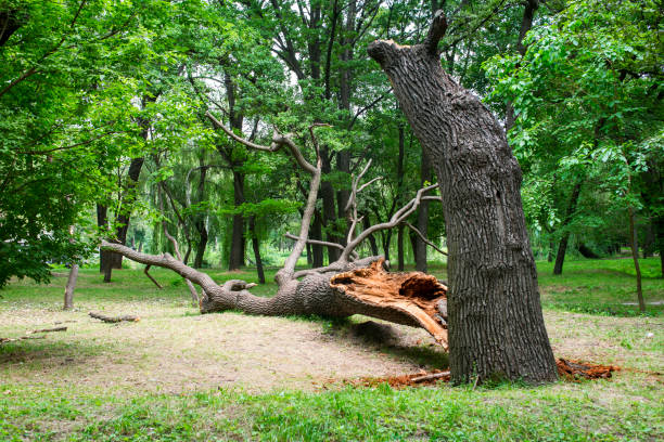 Best Tree Cabling and Bracing  in Tigerville, SC