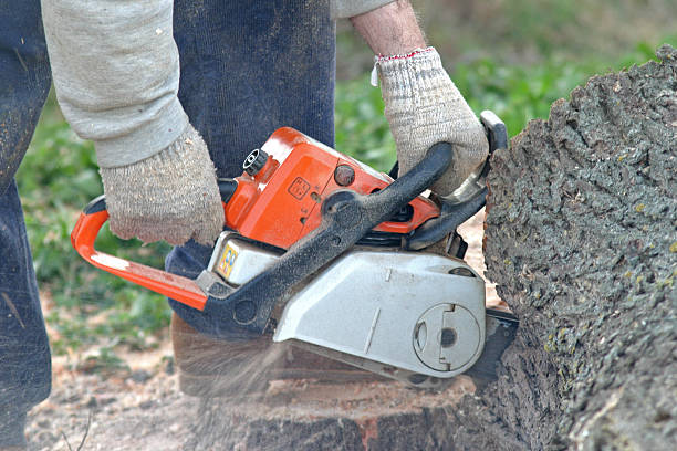 Best Root Management and Removal  in Tigerville, SC