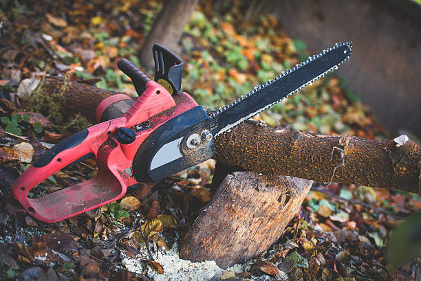 Best Fruit Tree Pruning  in Tigerville, SC
